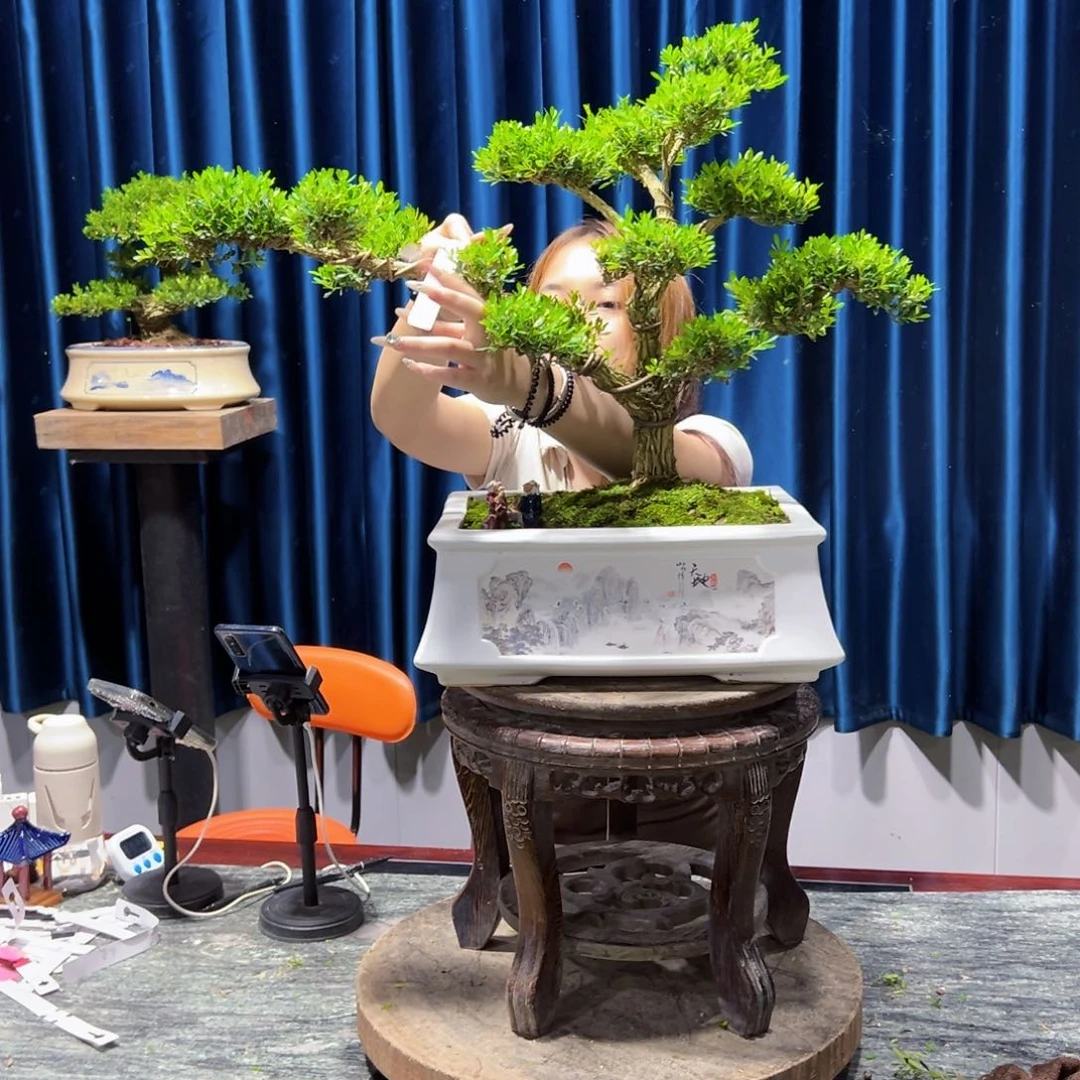 广东黄杨盆景绿植老桩盆景