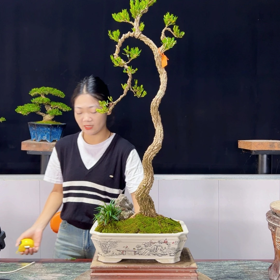 绿植黄杨盆景雀舌软枝