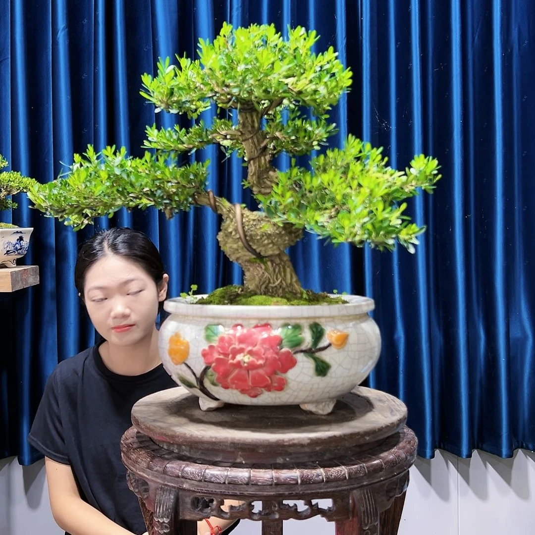 黄杨室内外绿植盆景一物一拍用****5黄杨