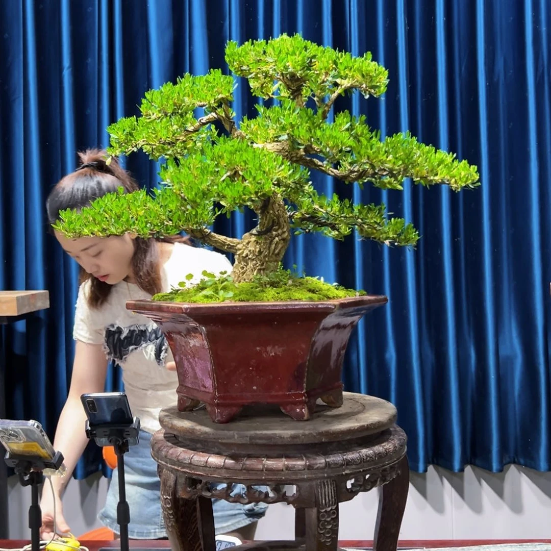 广东黄杨盆景绿植老桩
