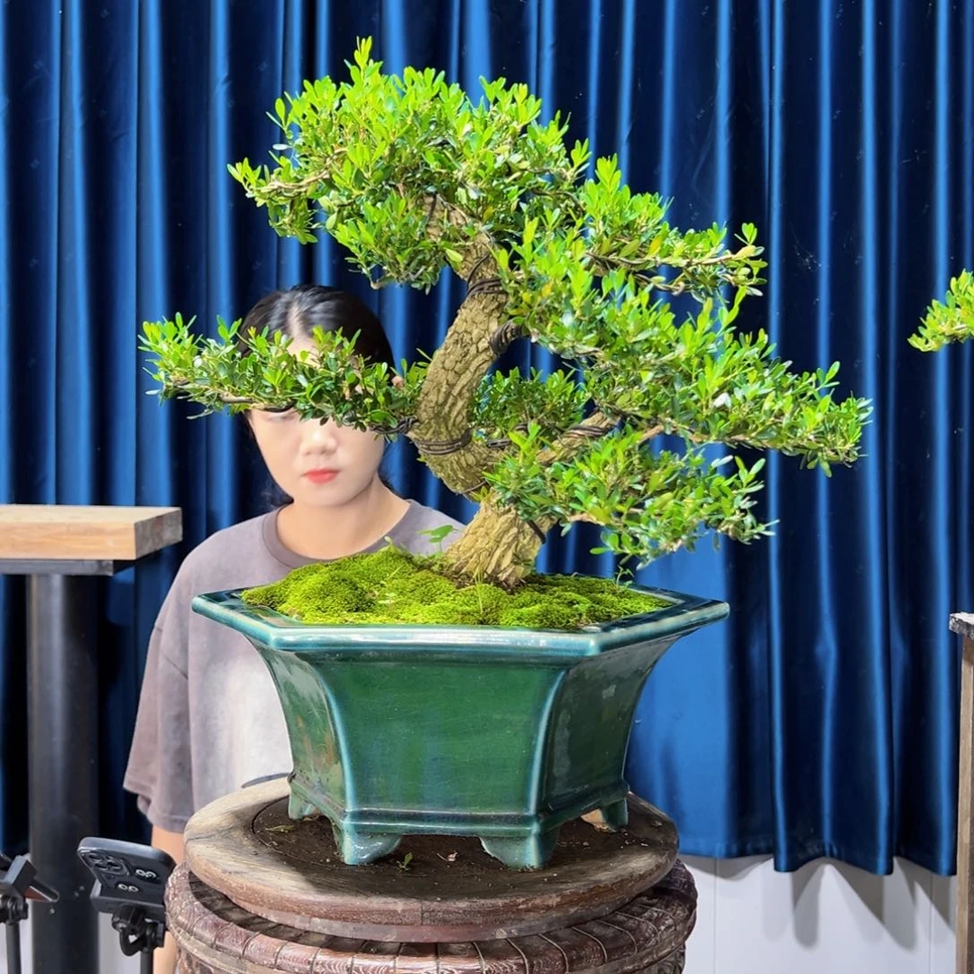 黄杨室内外绿植盆景一物一拍用****5黄杨
