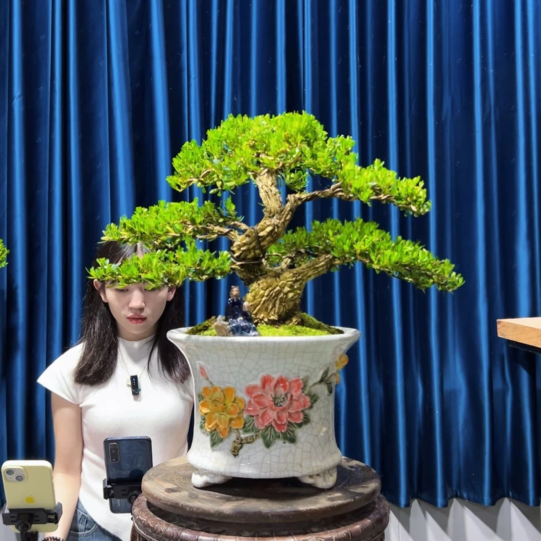 黄杨用****7盆景艺术作品