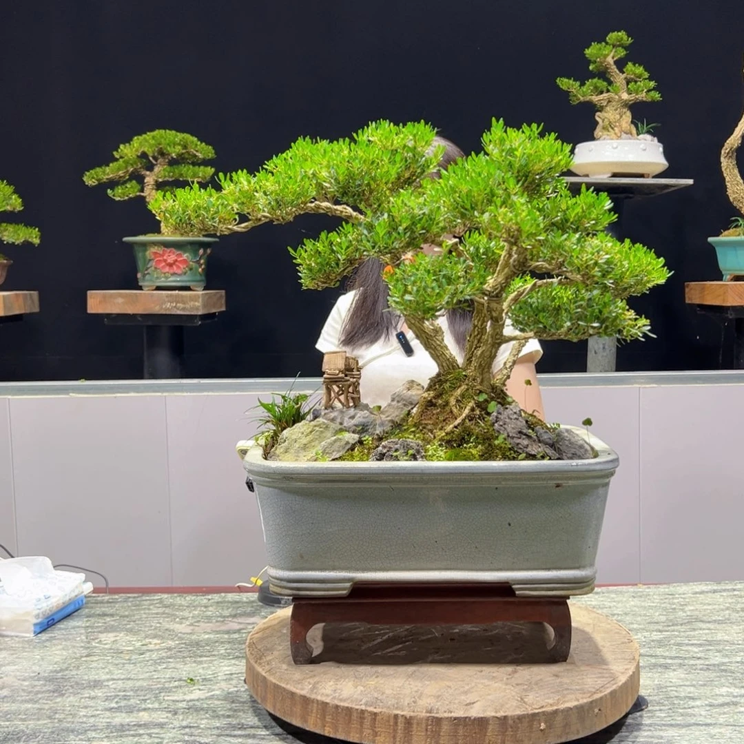 绿植黄杨盆景雀舌软枝