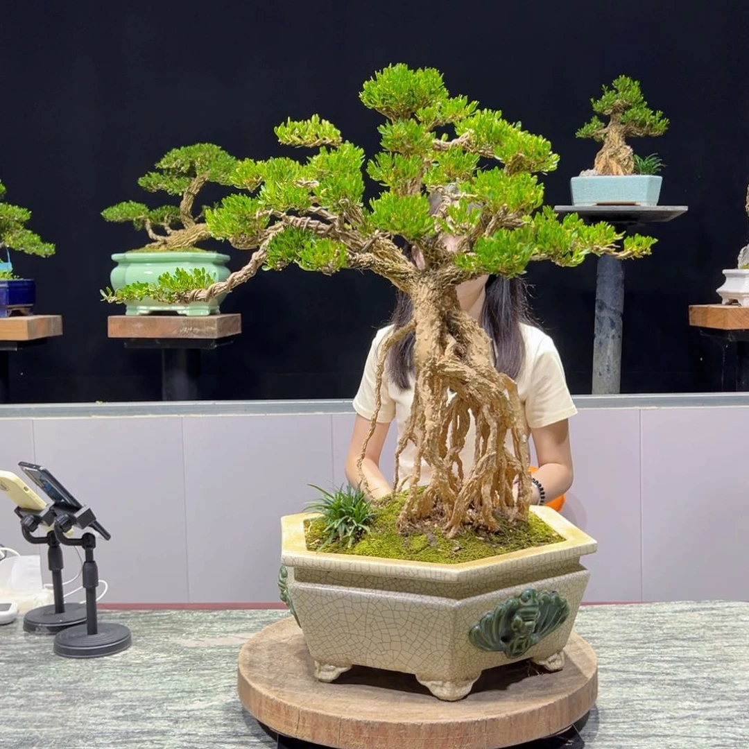 绿植黄杨盆景雀舌软枝