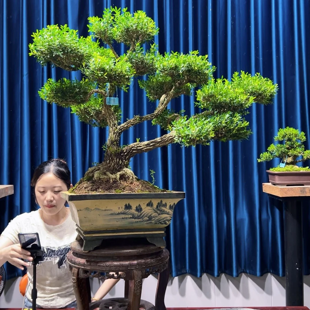 广东黄杨盆景绿植老桩