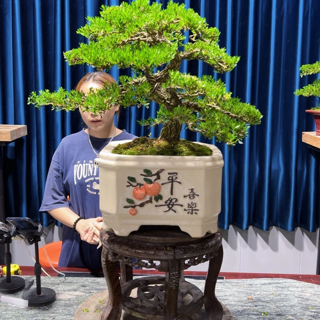 广东黄杨盆景绿植老桩用****8盆景