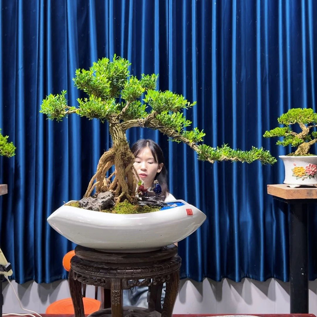 黄杨盆景艺术作品