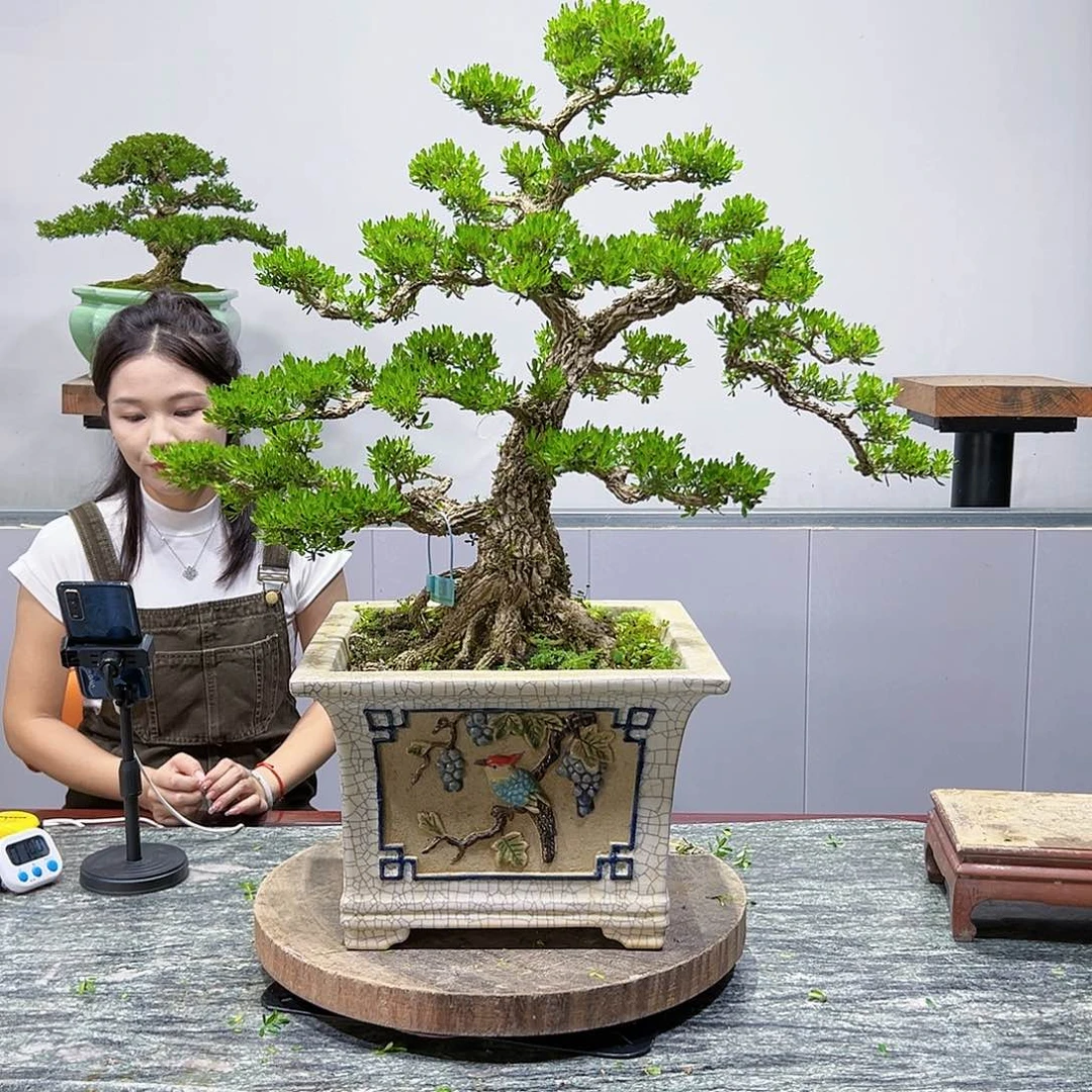 黄杨盆景绿植盆景