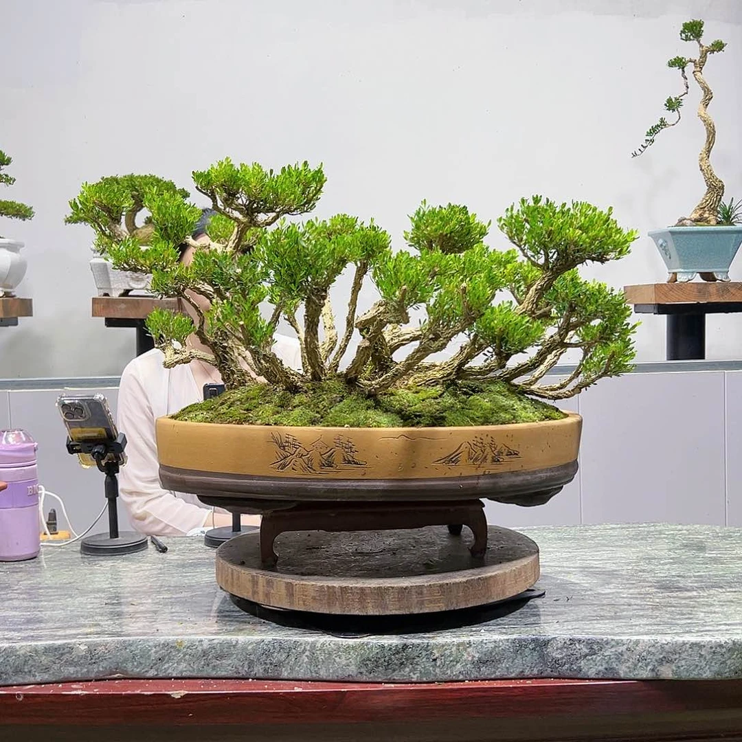 绿植黄杨盆景雀舌软枝