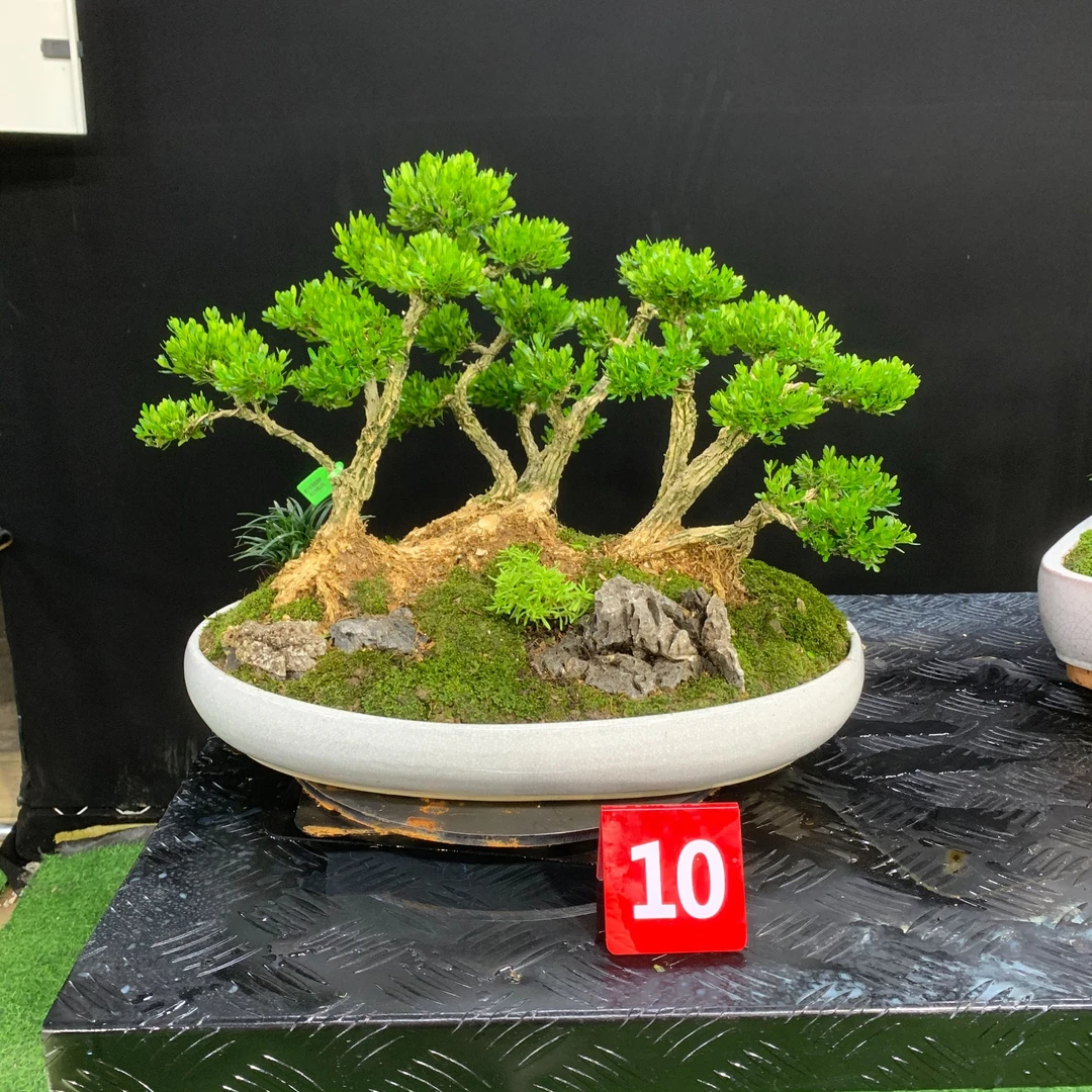 【实拍】一本丛林黄杨造型盆景雀舌软枝植物小叶绿植盆栽好养易活