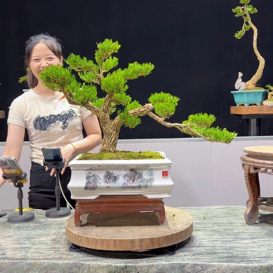 绿植黄杨盆景雀舌软枝