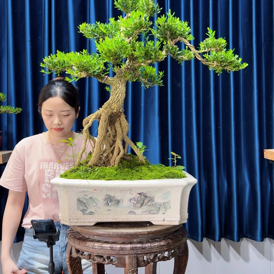 广东黄杨盆景绿植老桩