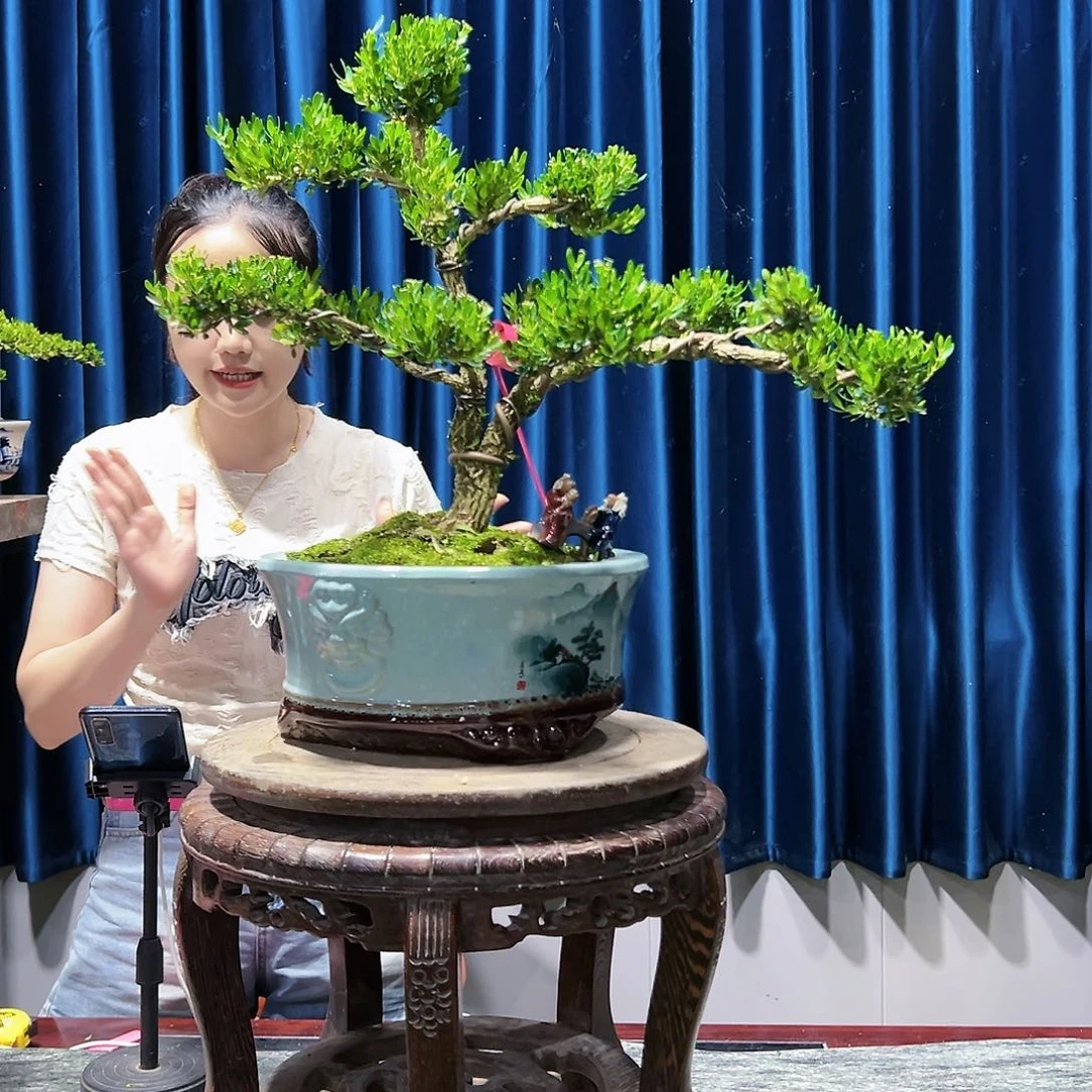 广东黄杨盆景绿植老桩