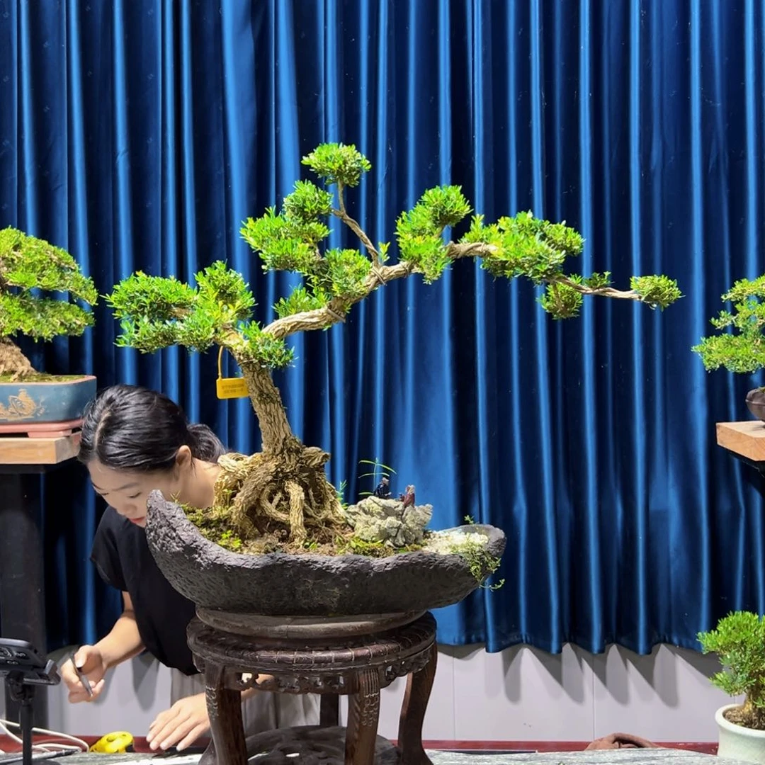 黄杨室内外绿植盆景一物一拍黄杨