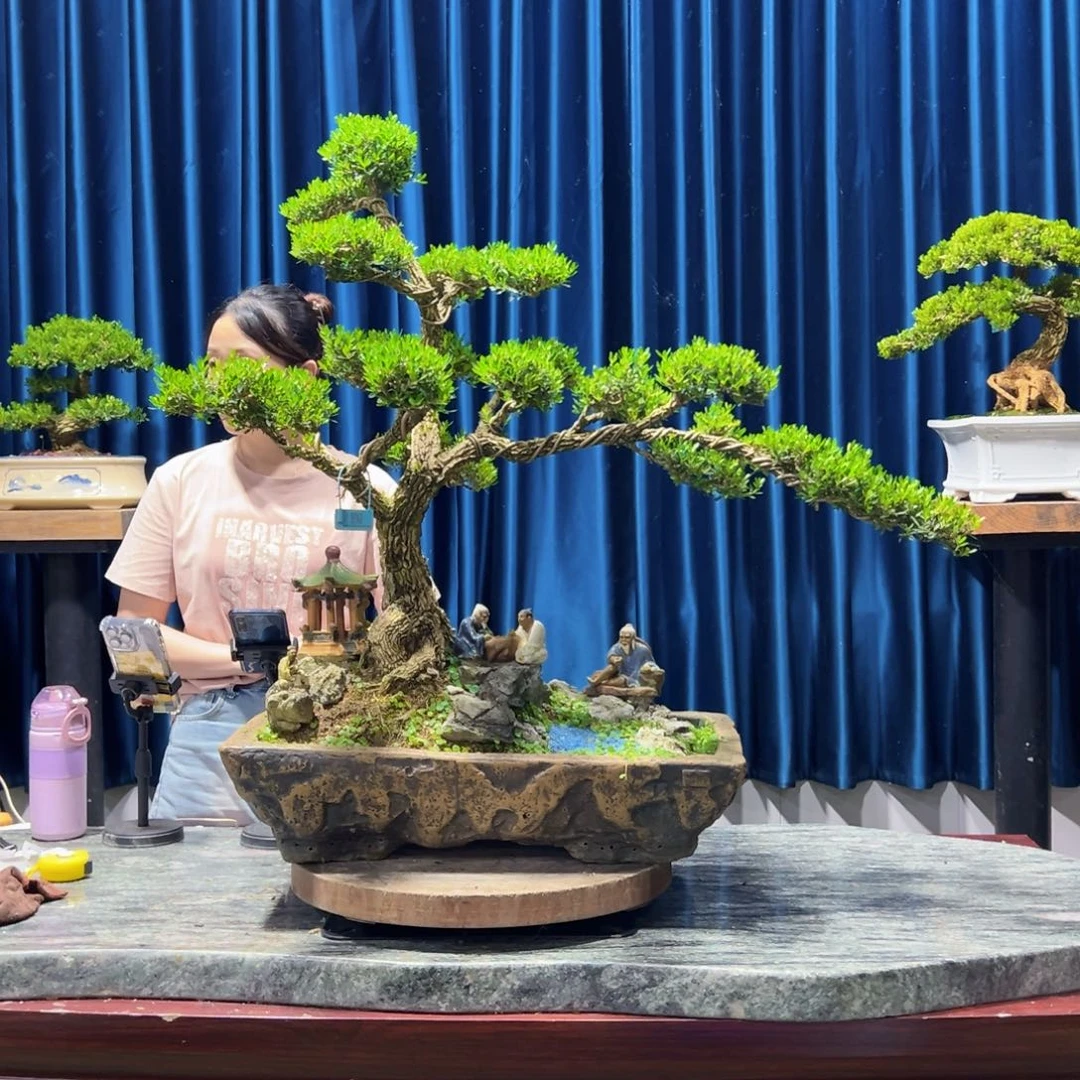 广东黄杨盆景绿植老桩