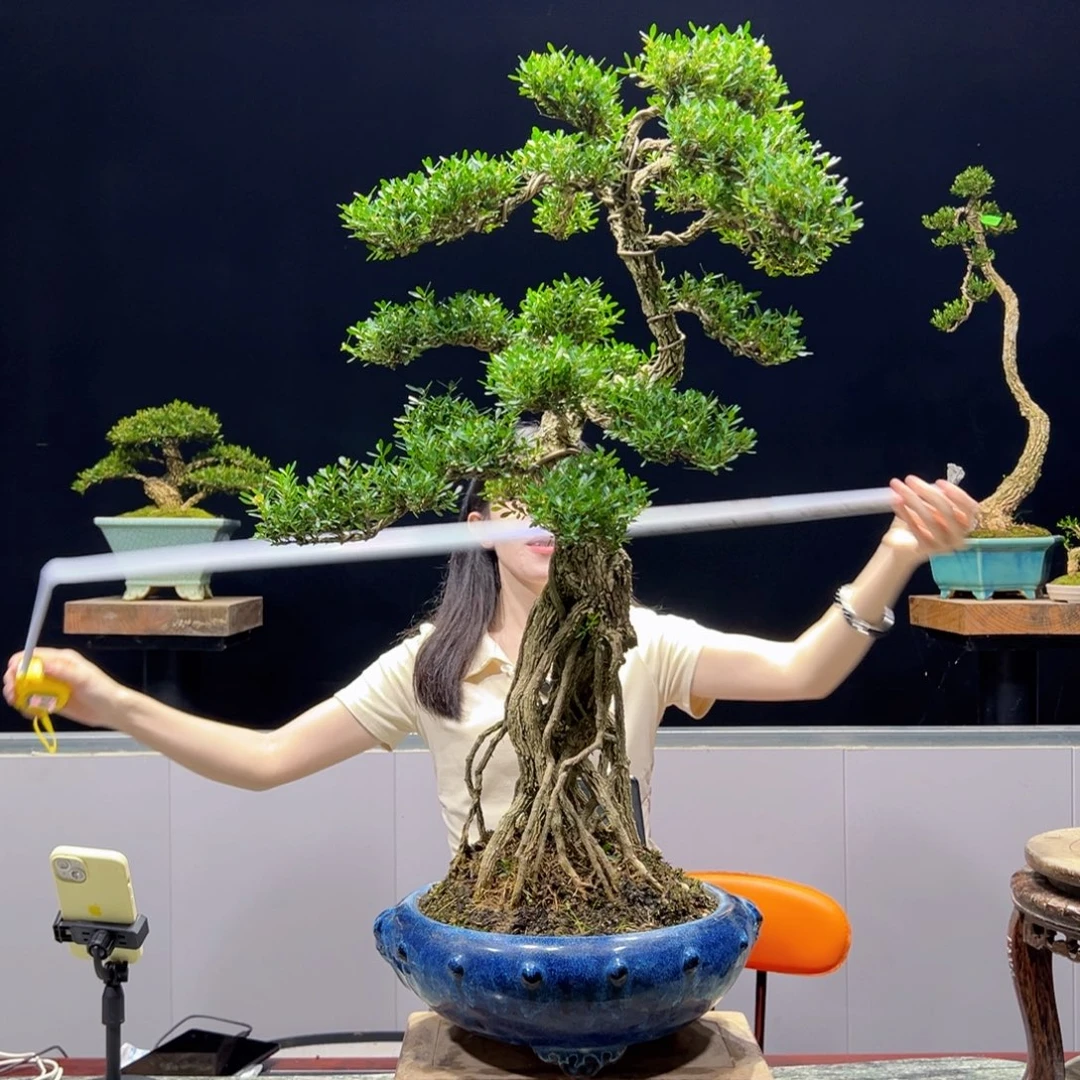绿植黄杨盆景雀舌软枝