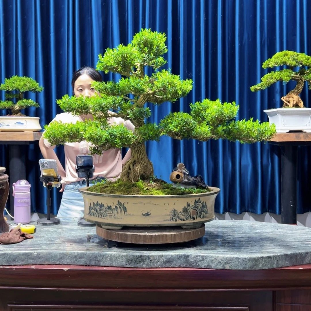 广东黄杨盆景绿植老桩哒**人