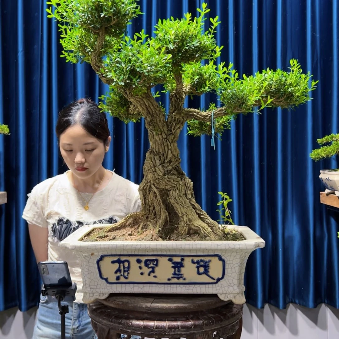 广东黄杨盆景绿植