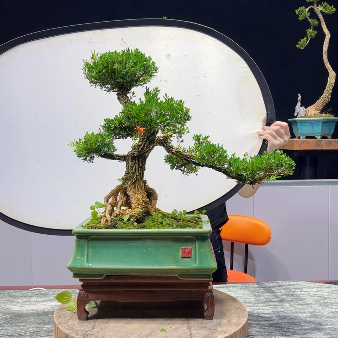 绿植黄杨盆景雀舌软枝