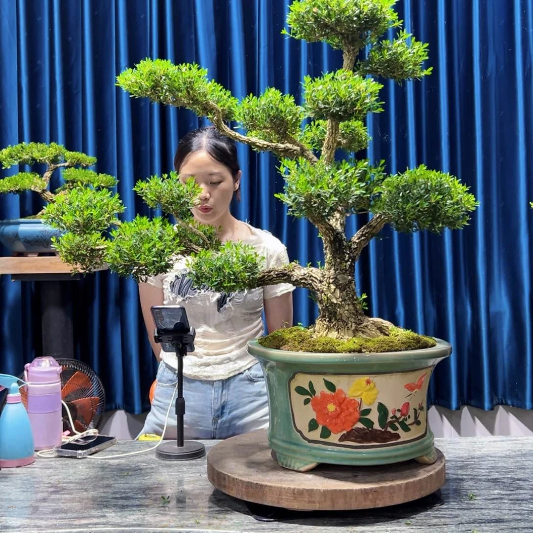 广东黄杨盆景绿植老桩