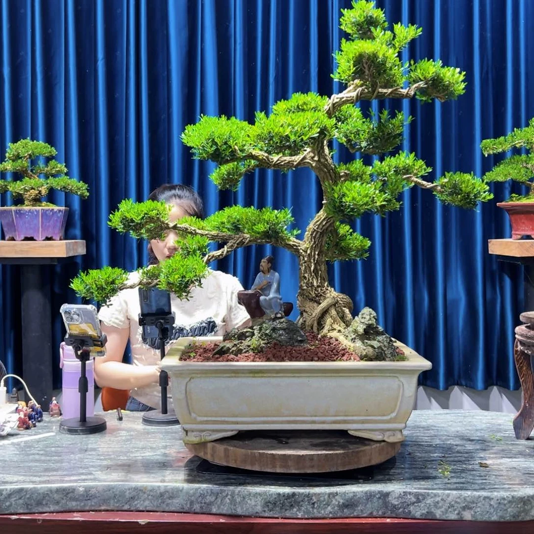 广东黄杨盆景绿植老桩