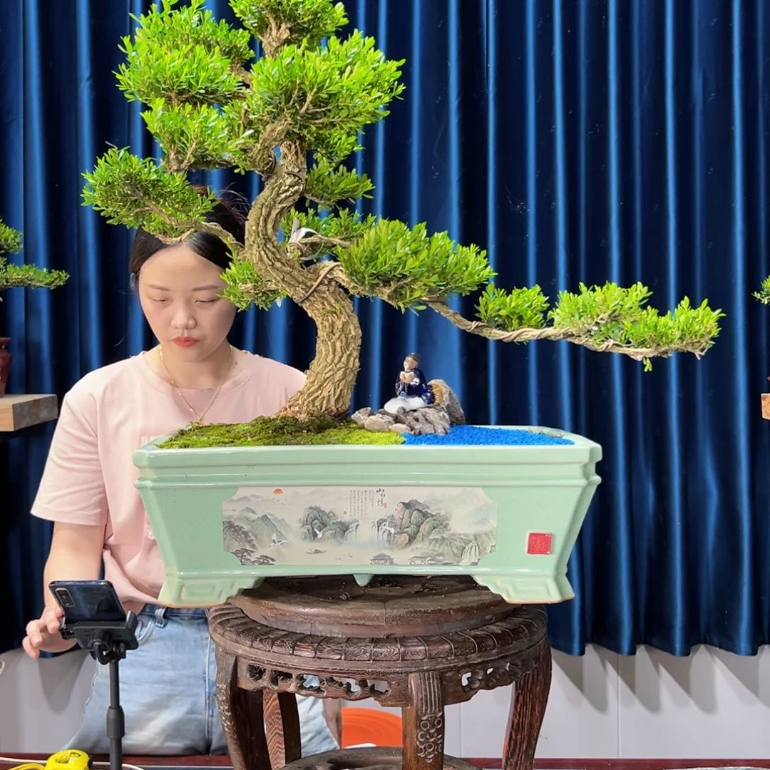 广东黄杨盆景绿植老桩