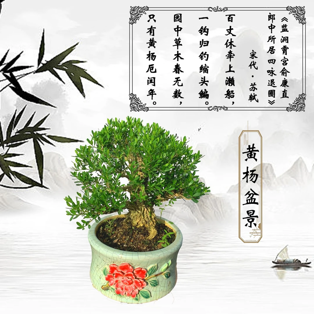 小叶雀舌绿植黄杨盆景皱皮办公桌摆件室内外好养易活绿色植物盆栽
