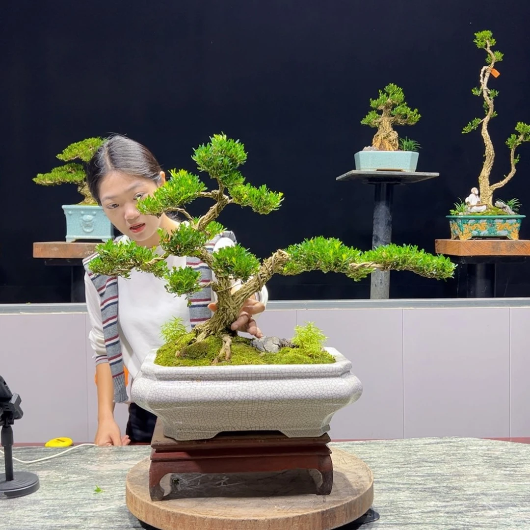 黄杨绿植黄杨盆景雀舌软枝