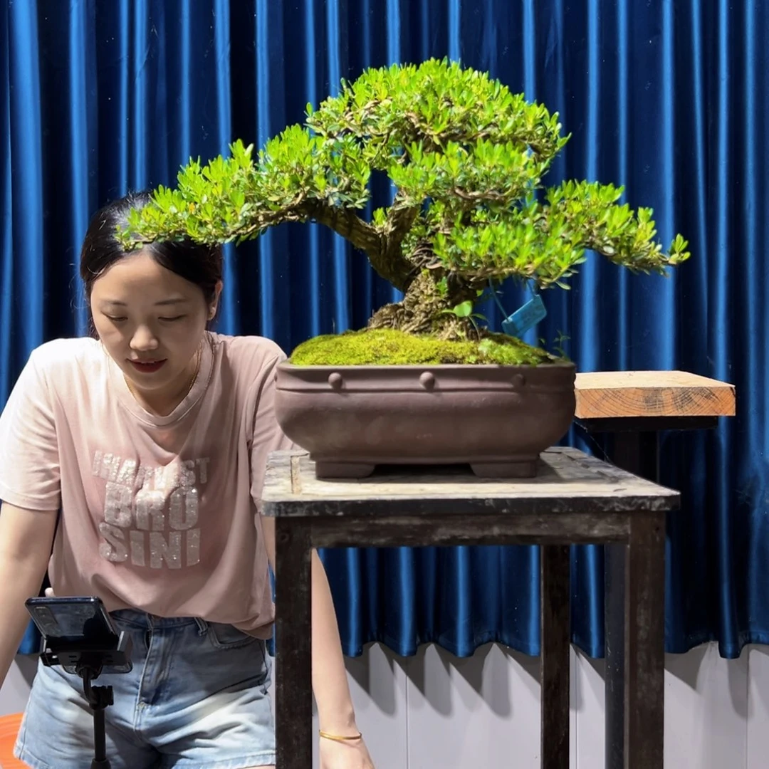 广东黄杨盆景绿植寅*