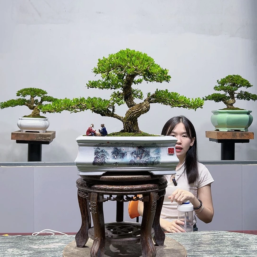 黄杨绿植黄杨盆景雀舌软枝