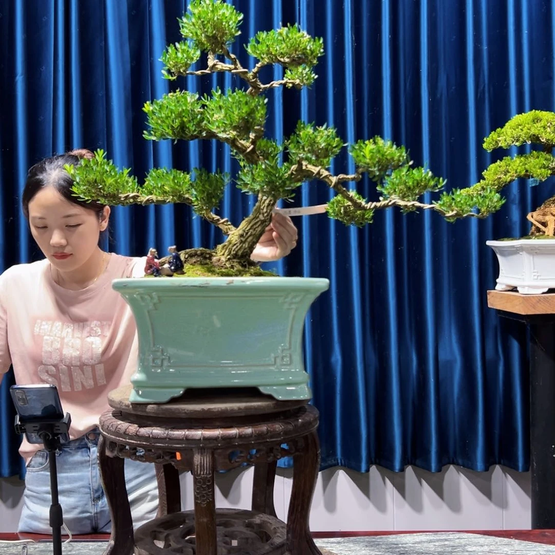 广东黄杨盆景绿植老桩