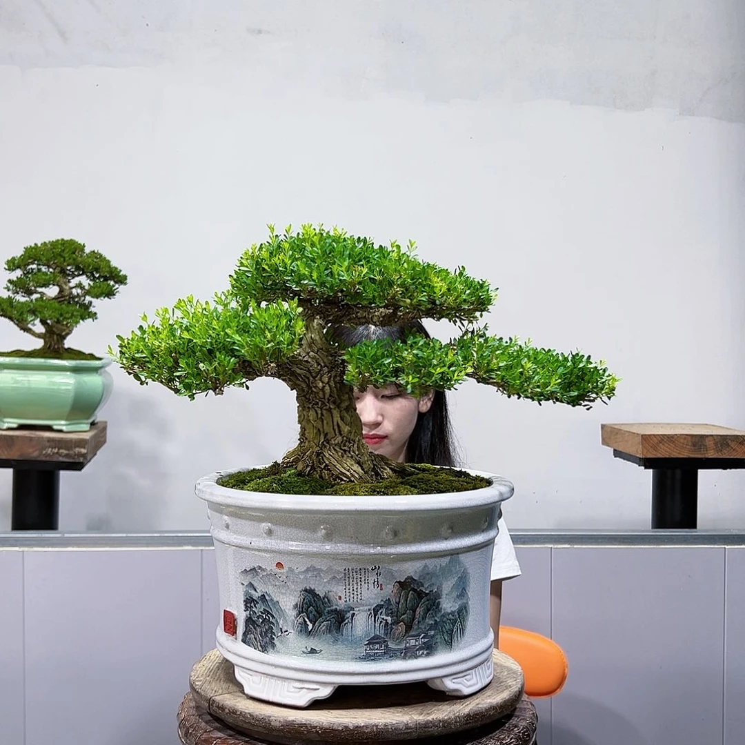 广东黄杨盆景盆景艺术