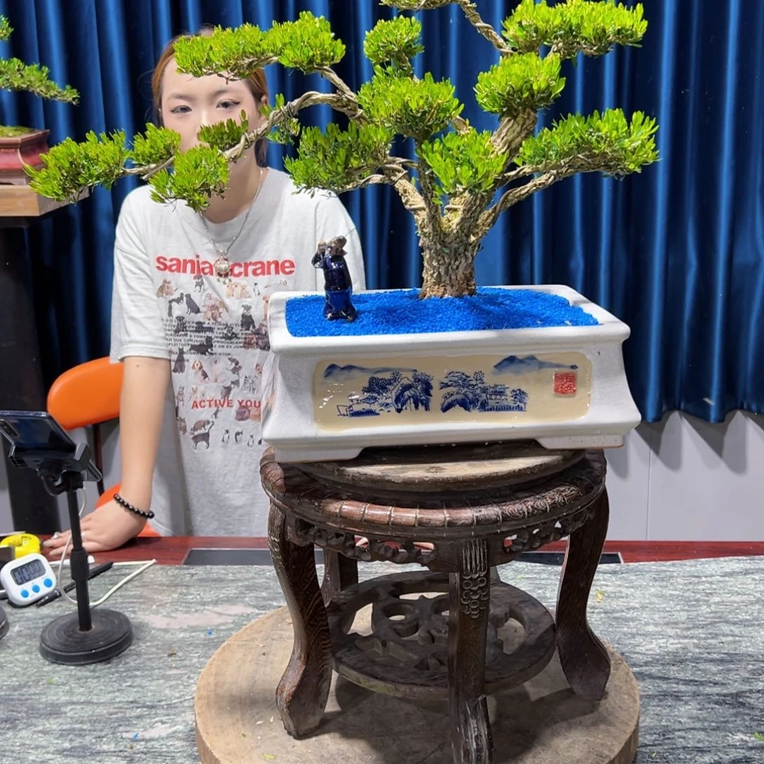 盆景M****生广东黄杨盆景