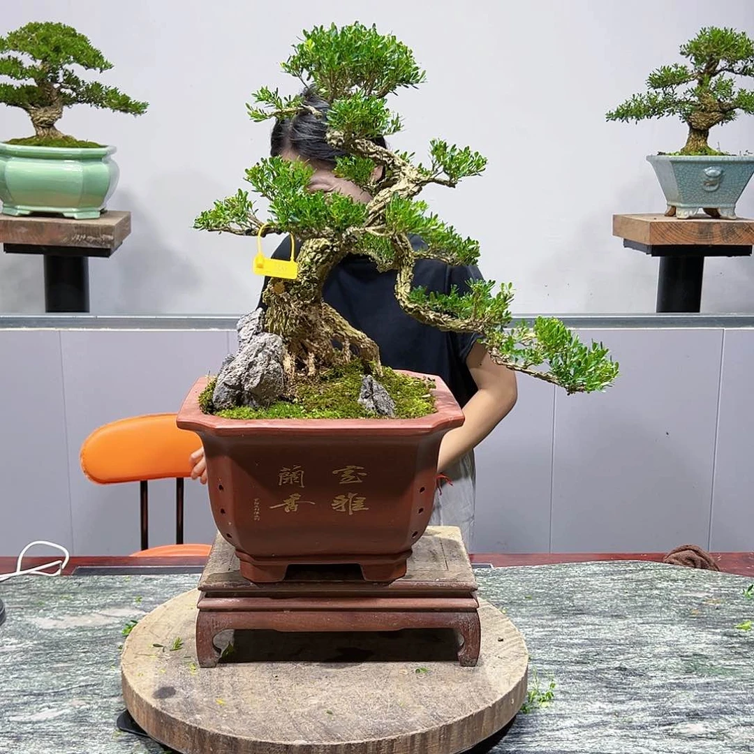 绿植黄杨盆景雀舌软枝四****林