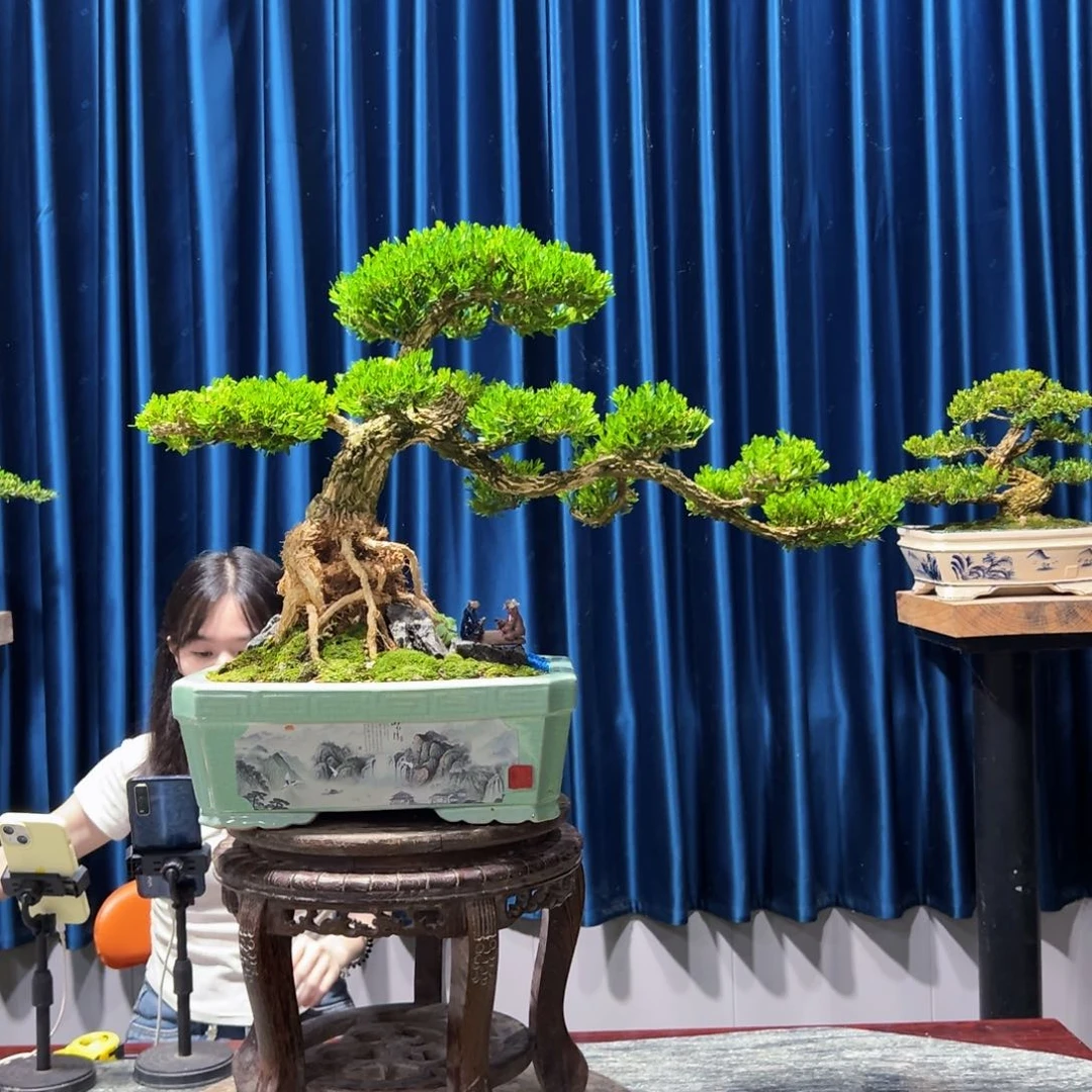 黄杨盆景艺术作品