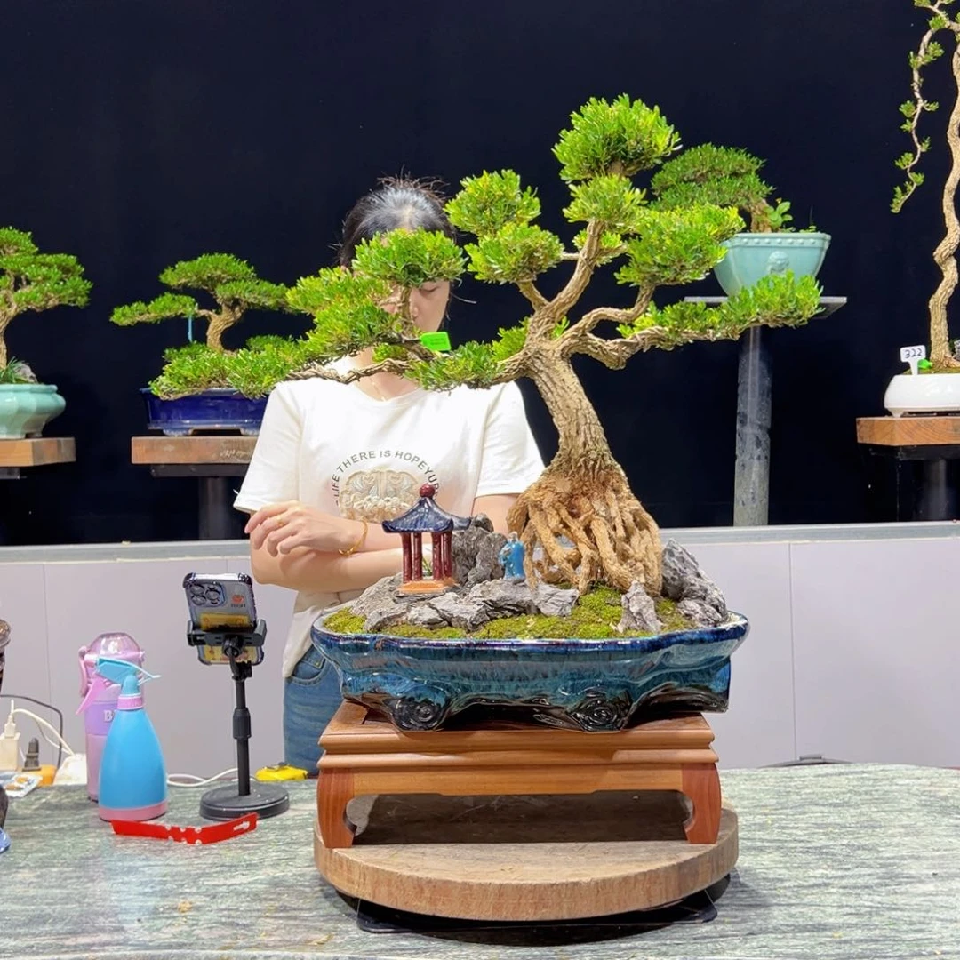 绿植黄杨盆景雀舌软枝