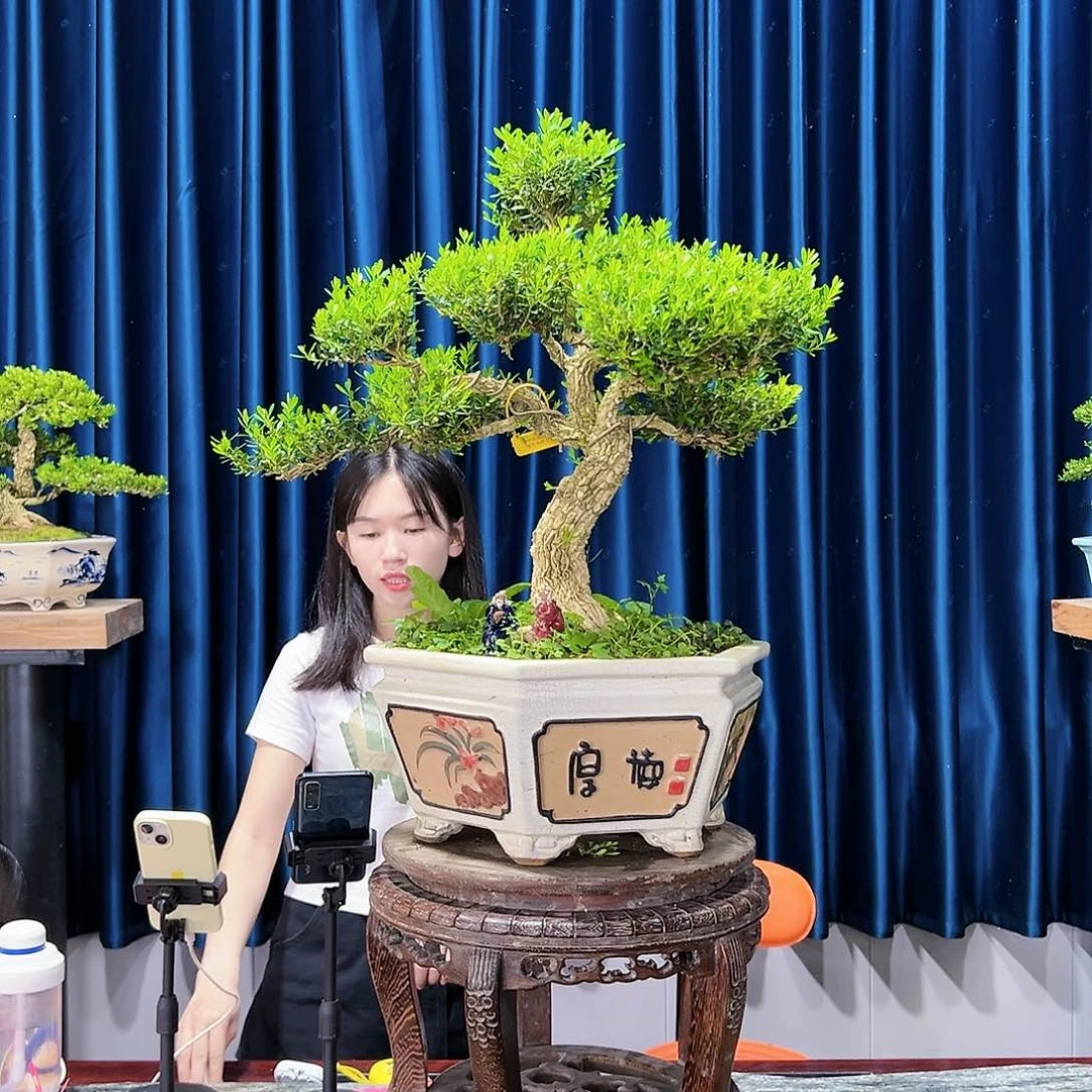 黄杨盆景艺术作品