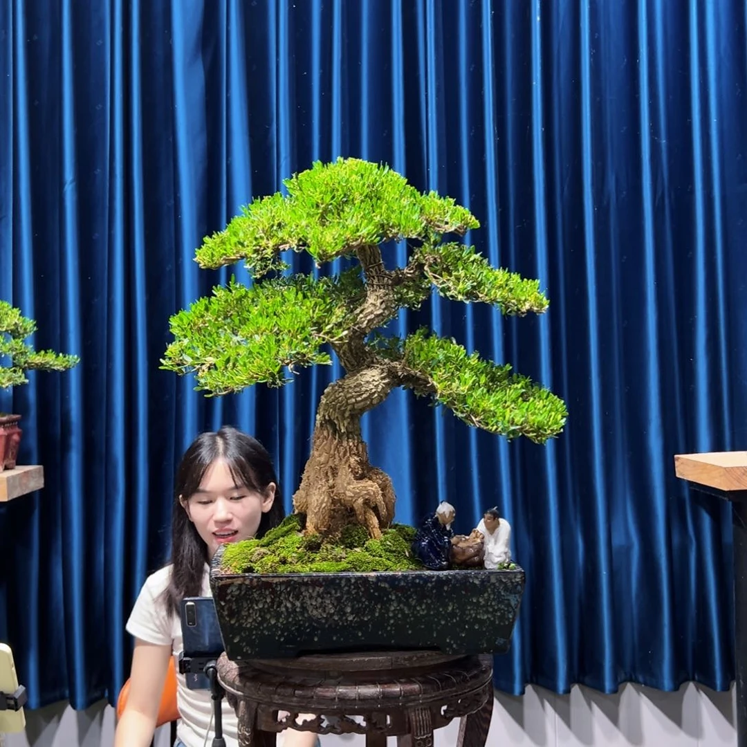 黄杨盆景艺术作品