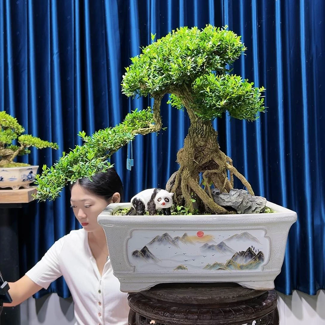 黄杨室内外绿植盆景一物一拍༄****黄杨