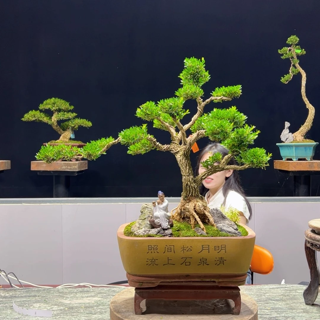 绿植黄杨盆景雀舌软枝