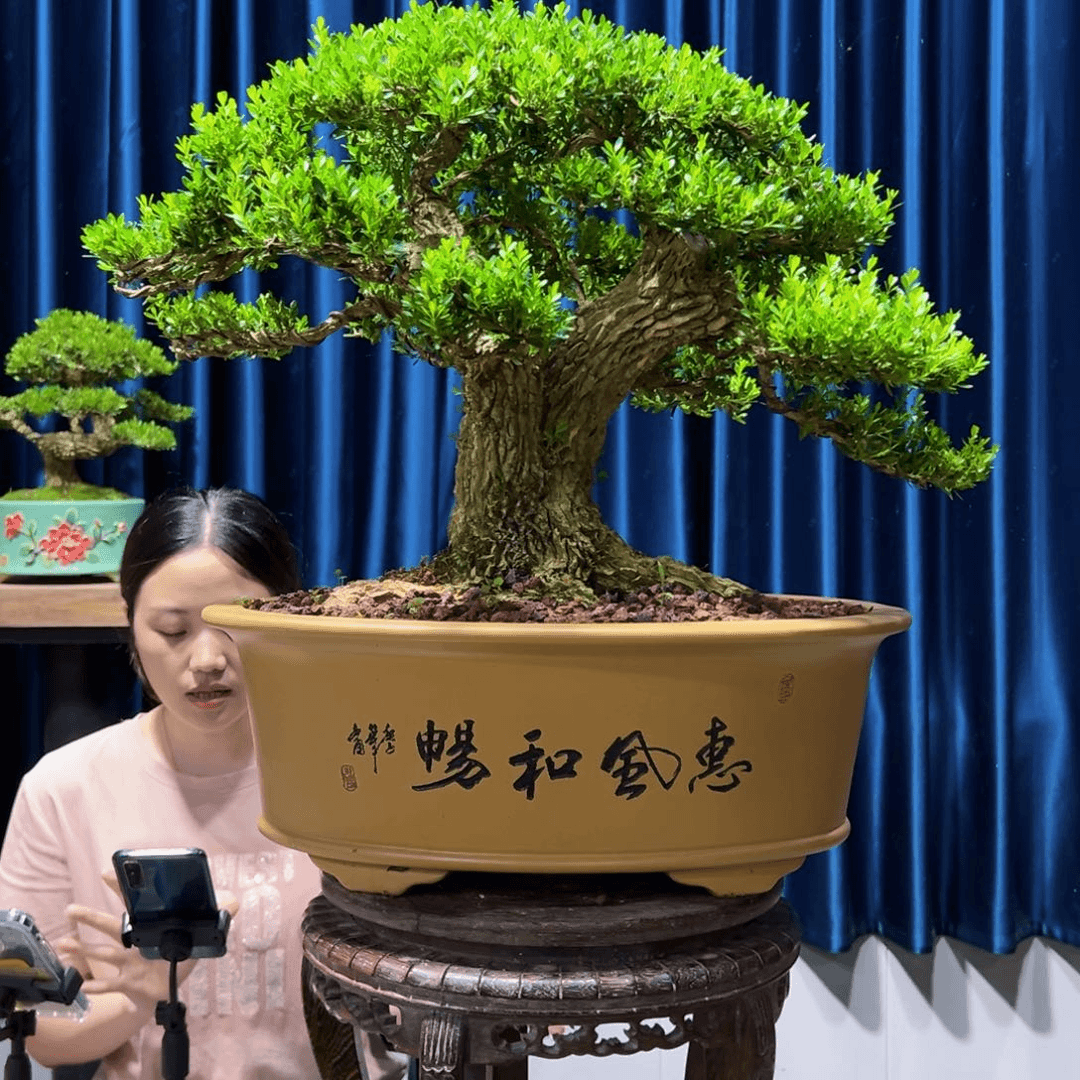 绿植黄杨盆景室内外植物阳台庭院一物一拍黄杨