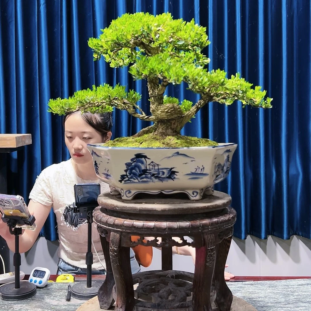 广东黄杨盆景绿植老桩黄杨