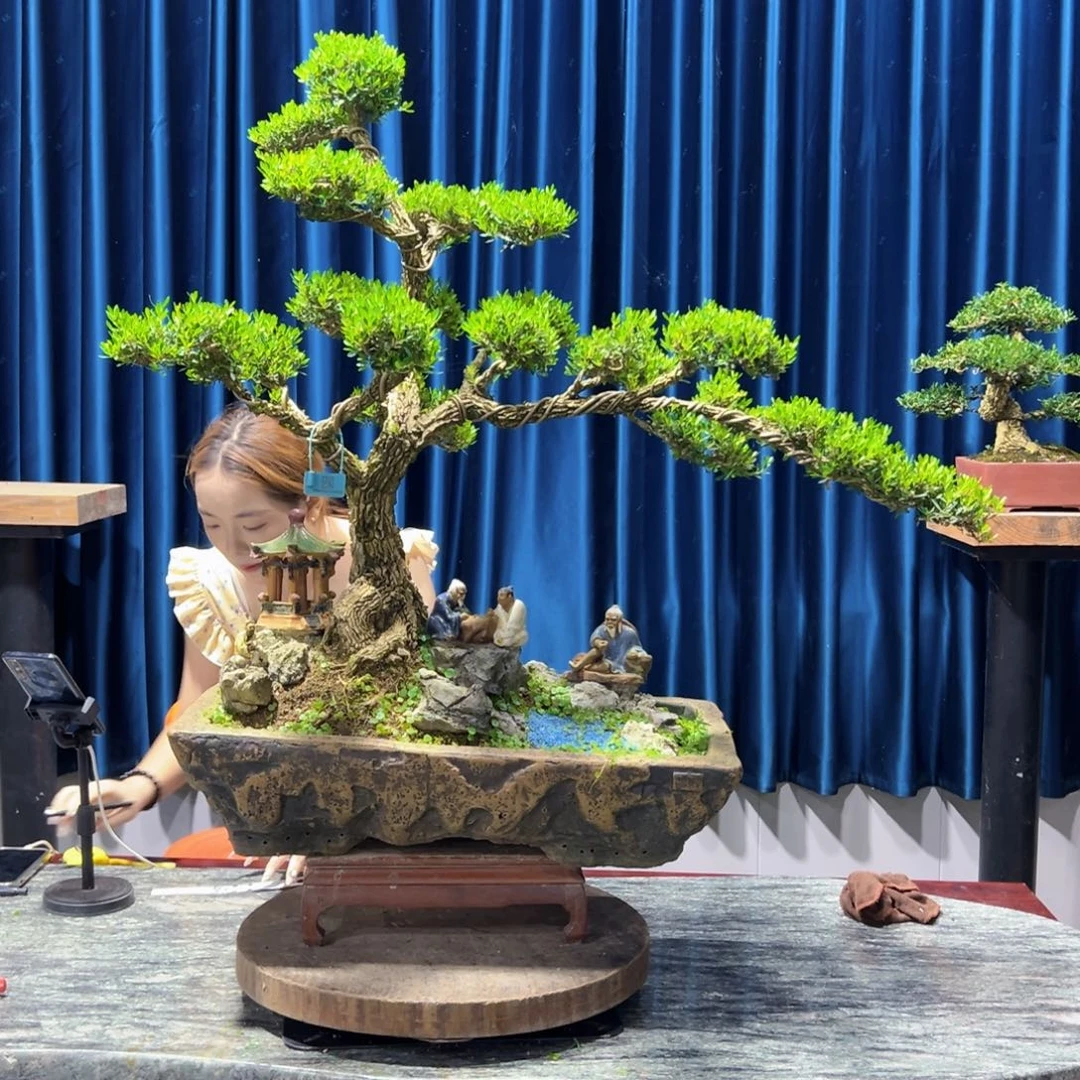 黄杨室内外绿植盆景一物一拍黄杨