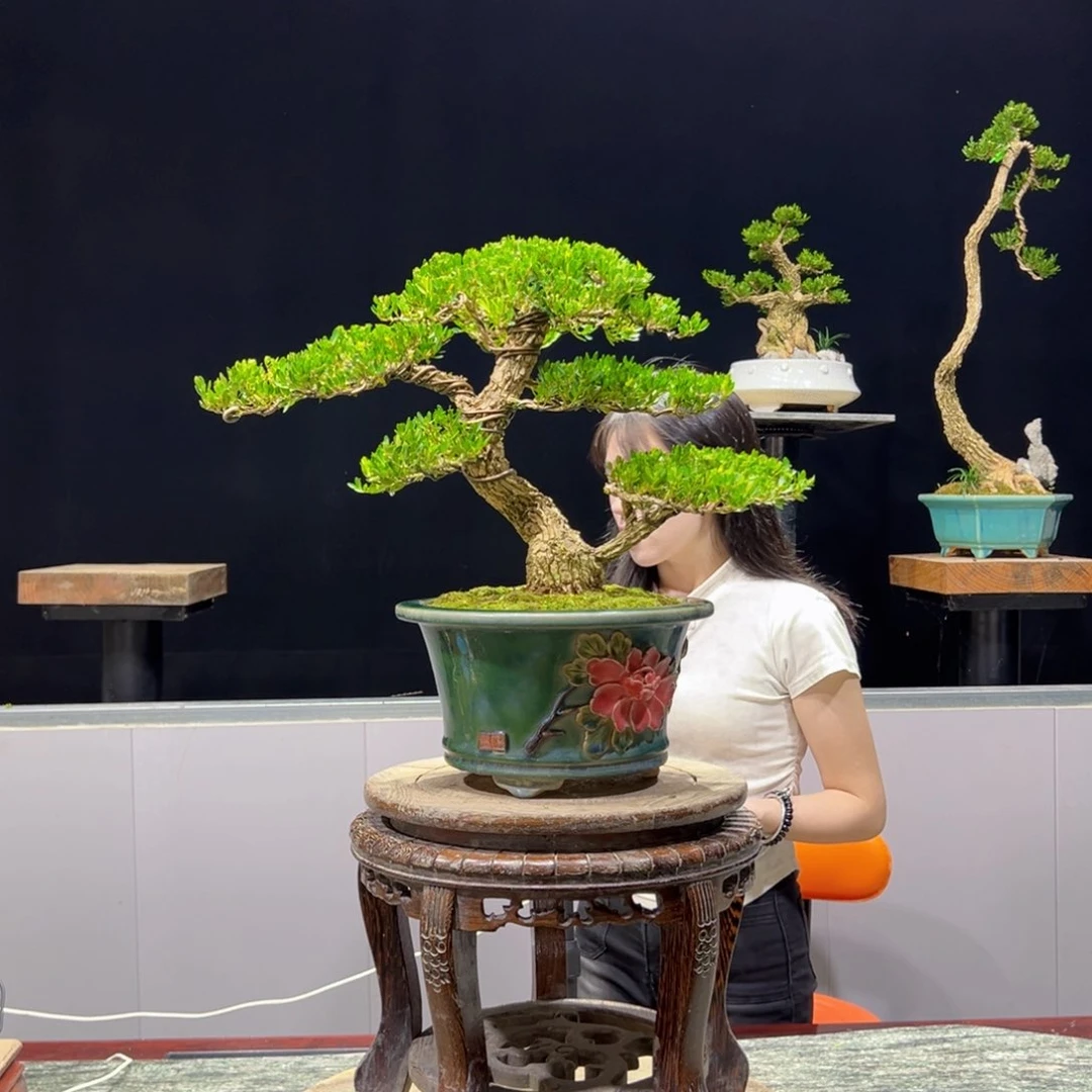 黄杨绿植黄杨盆景雀舌软枝