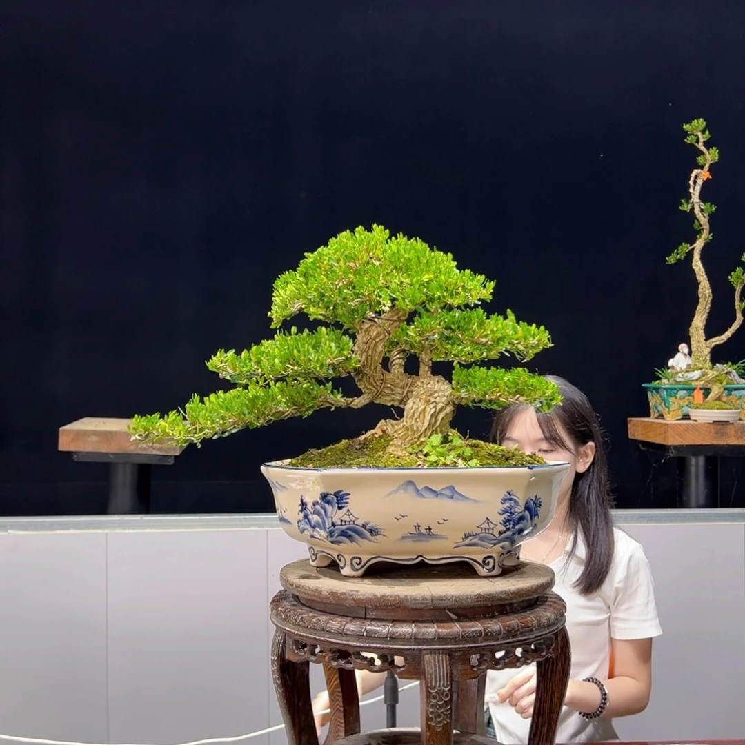 黄杨得*绿植黄杨盆景雀舌软枝