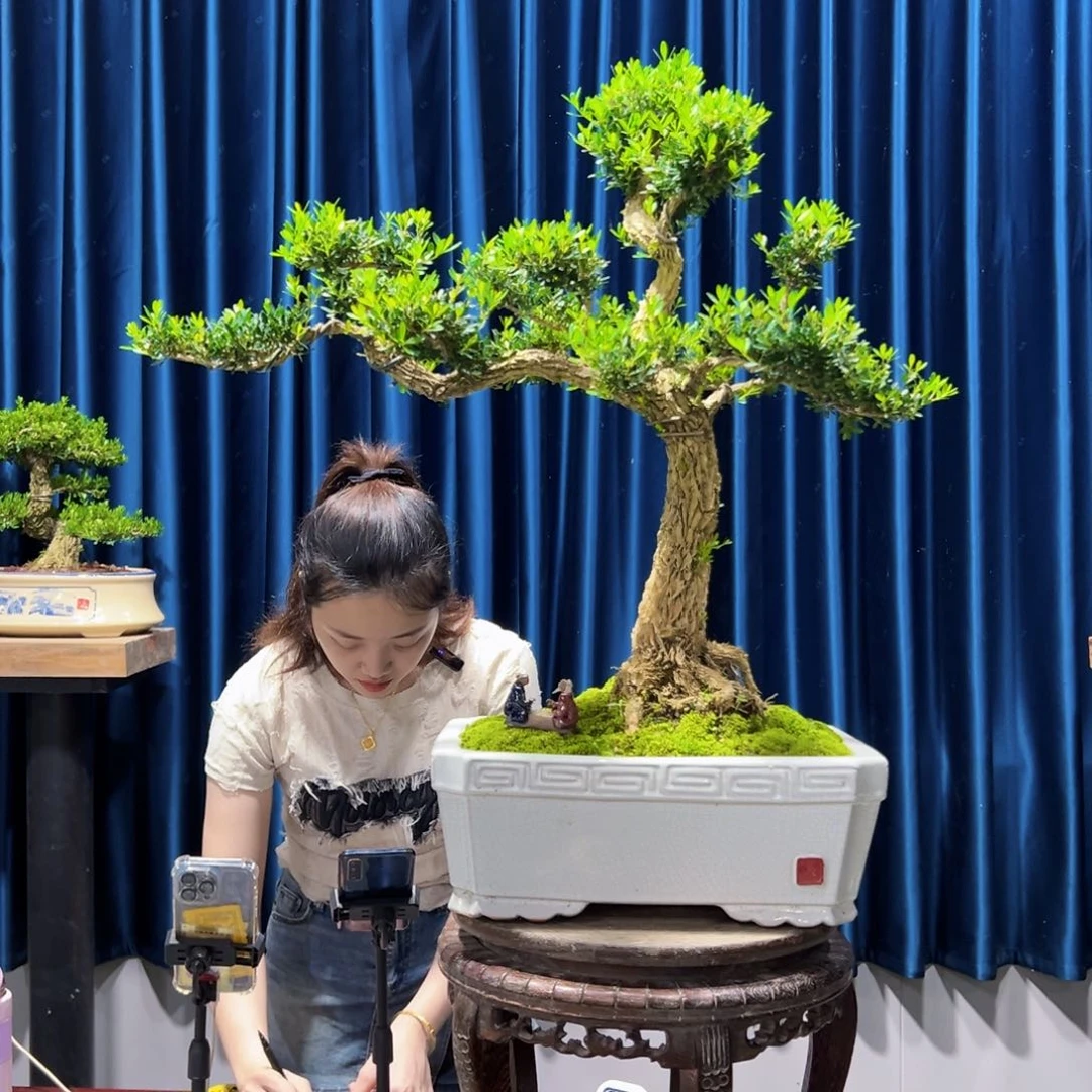 广东黄杨盆景绿植老桩