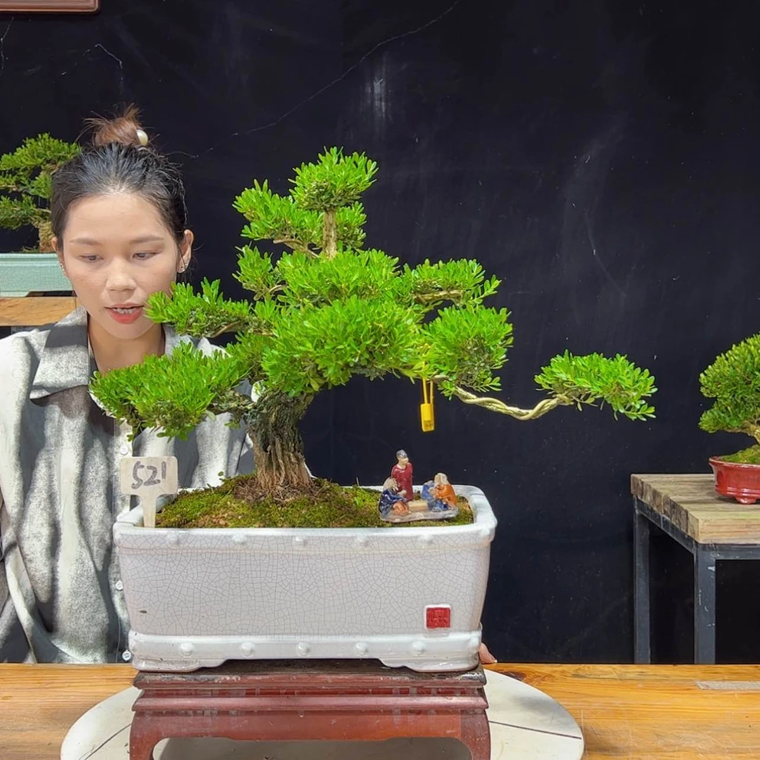 【闪购商品】盆景