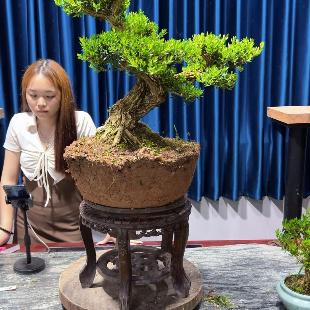 广东黄杨盆景绿植老桩日****)盆景