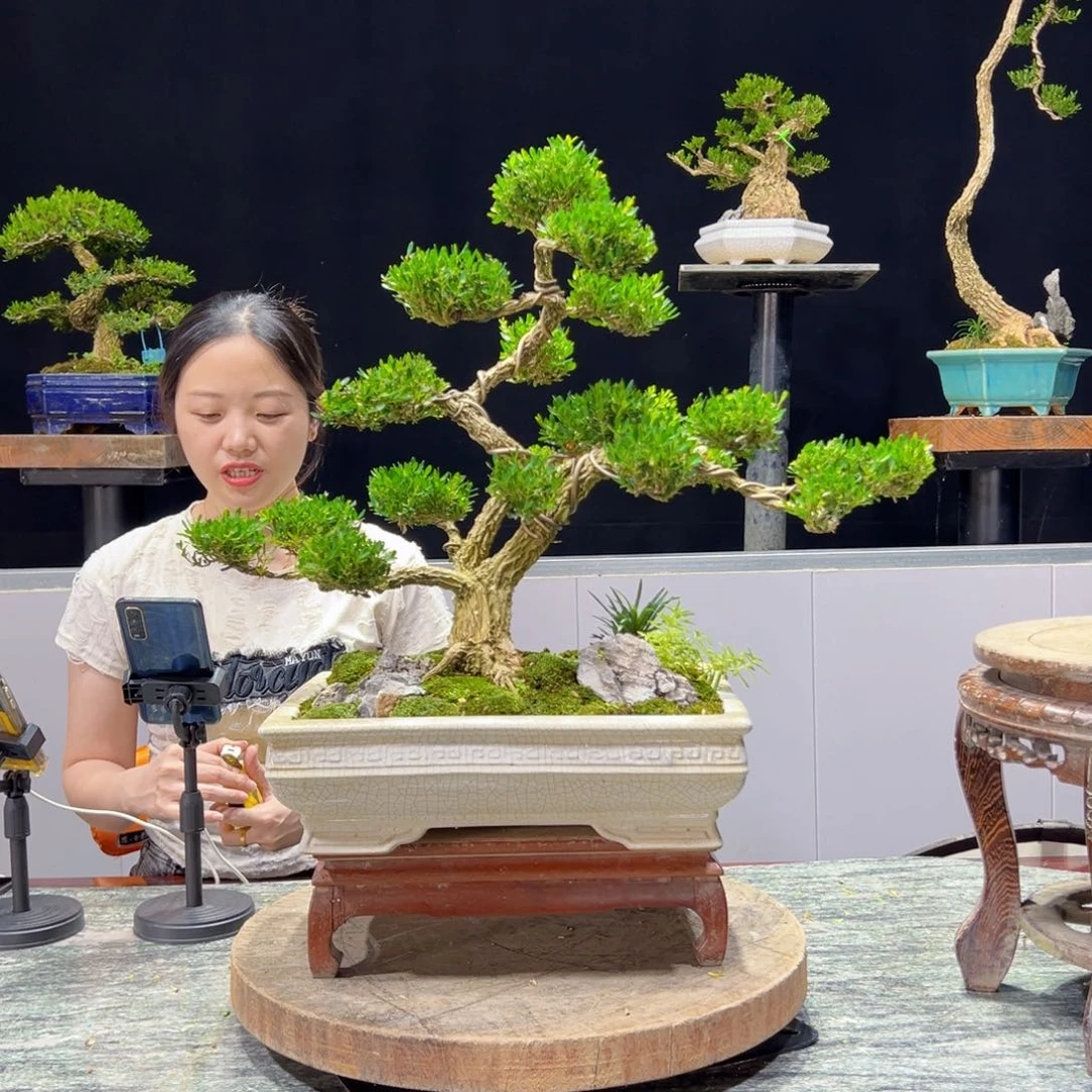 绿植黄杨盆景雀舌软枝