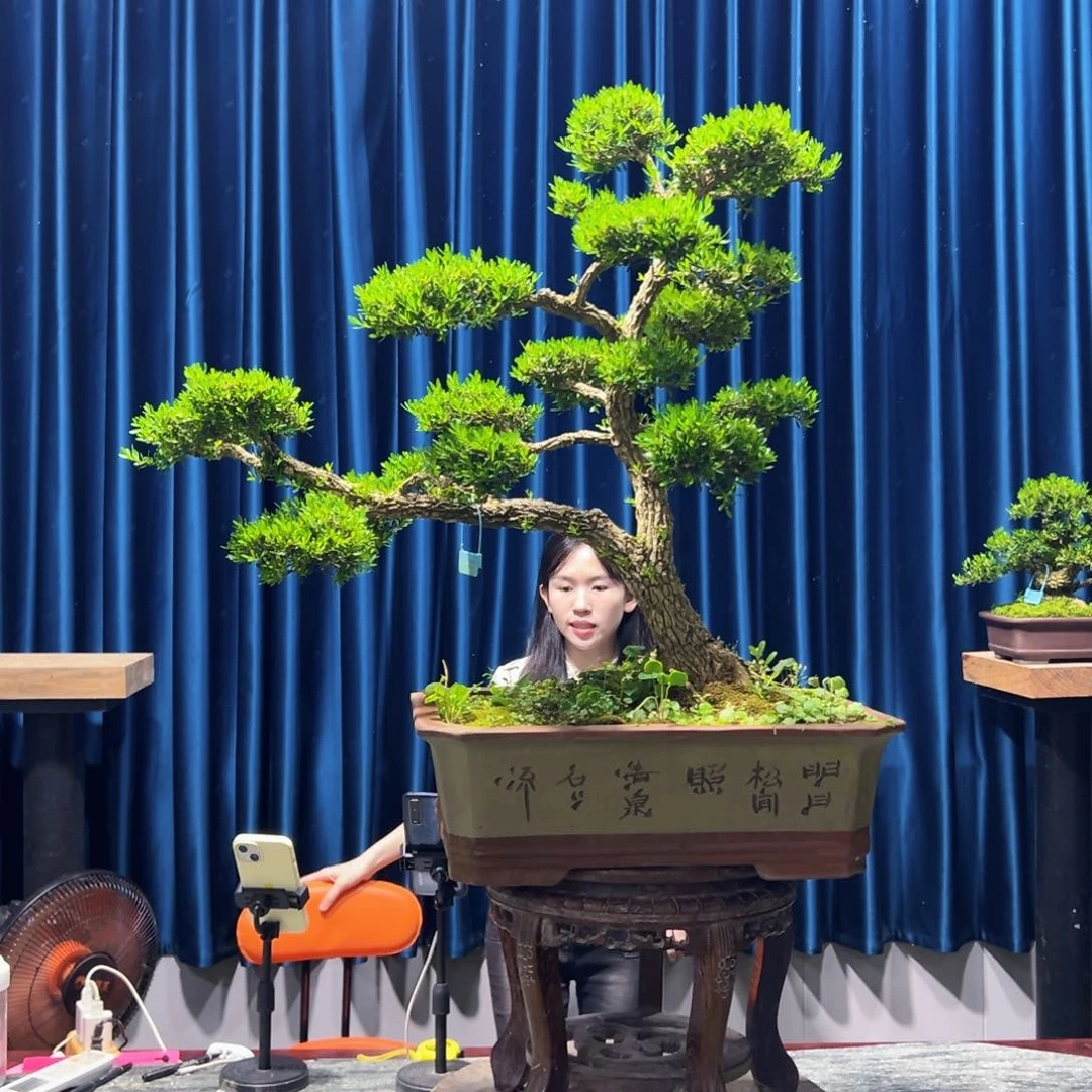黄杨盆景艺术作品